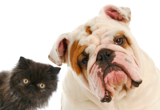 外見の可愛らしさ